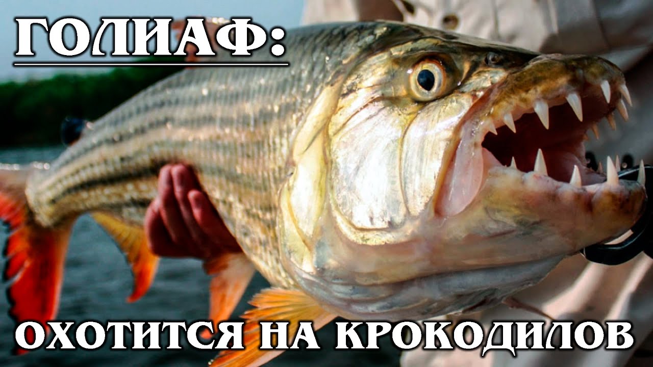 БОЛЬШАЯ ТИГРОВАЯ РЫБА: Голиаф - рыба, которая ест крокодилов ...
