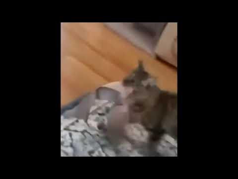 Cat Stuck in Bra 