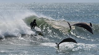 Surfing with Dolphins in New Jersey! screenshot 3