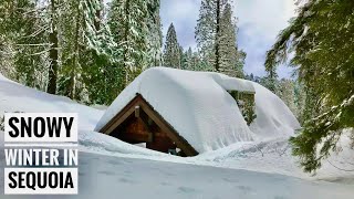 Sequoia National Park in heavy snow in winter