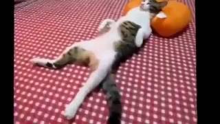 Кошачий бокс | Кошки дерутся, пьют валерьянку и т.д. Кошачий бокс | Кошки дерутся, пьют валерьянку и т.д.