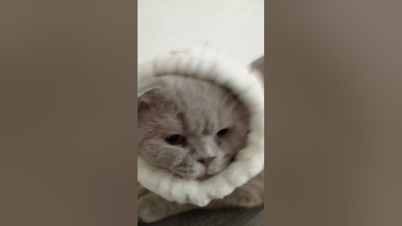 чип и чипи чапа чапа но с моим котом🐱 - YouTube