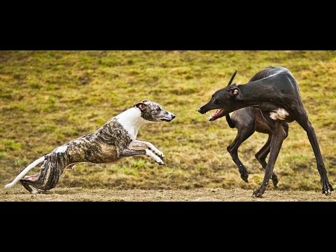 Video: Erinevus Hurt Ja Whippet