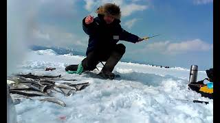 Жор зубатки, Сахалин. Asian smelt fishing