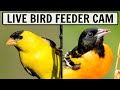 Live 4k bird feeder cam in ohio over 50 species observed