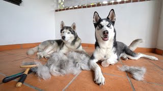 How Much Hair Do Huskies Shed? | Grooming My Husky!