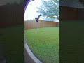 🐒😂 A Curious Monkey Meets a Drone — What Could Go Wrong?Watch till the end! 🚁💨 #memes #animals