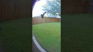 🐒😂 A Curious Monkey Meets a Drone — What Could Go Wrong?Watch till the end! 🚁💨 #memes #animals