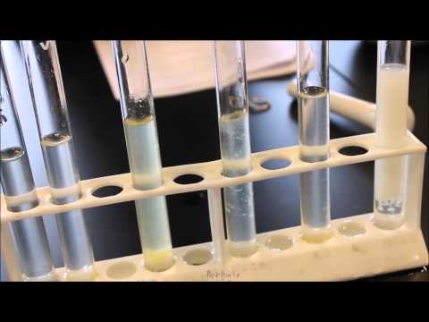 Video: Inhibering Af MMP-2- Og MMP-9-aktiviteter Ved Opløsningsmiddel-opdelte Sargassum Horneri-ekstrakter