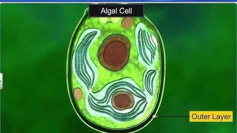 CBSE Class 11 Biology || Algae || By Shiksha House