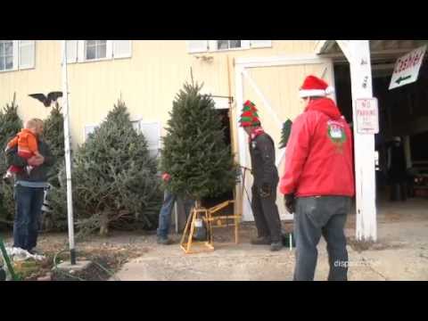 cutting-a-fresh-christmas-tree-is-a-tradition-for-some