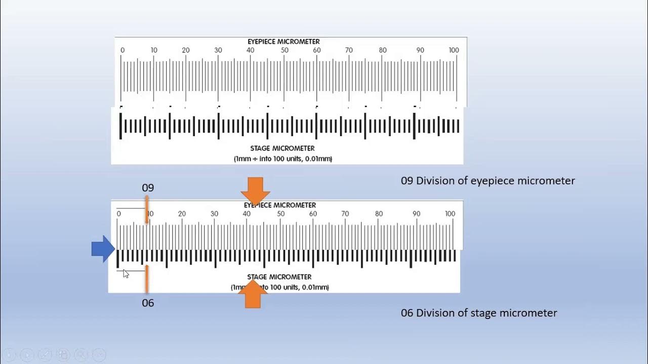 How to calibrate eyepiece micrometer YouTube