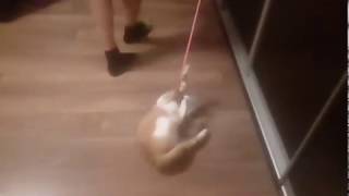 Первая роль кота Гатто трейлер к мультику Варежка Первая роль кота Гатто трейлер к мультику Варежка