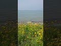 Coreopsis Flowers on the Cliffs of Lake Erie #flowers #lakes #nature #naturelovers #landscape