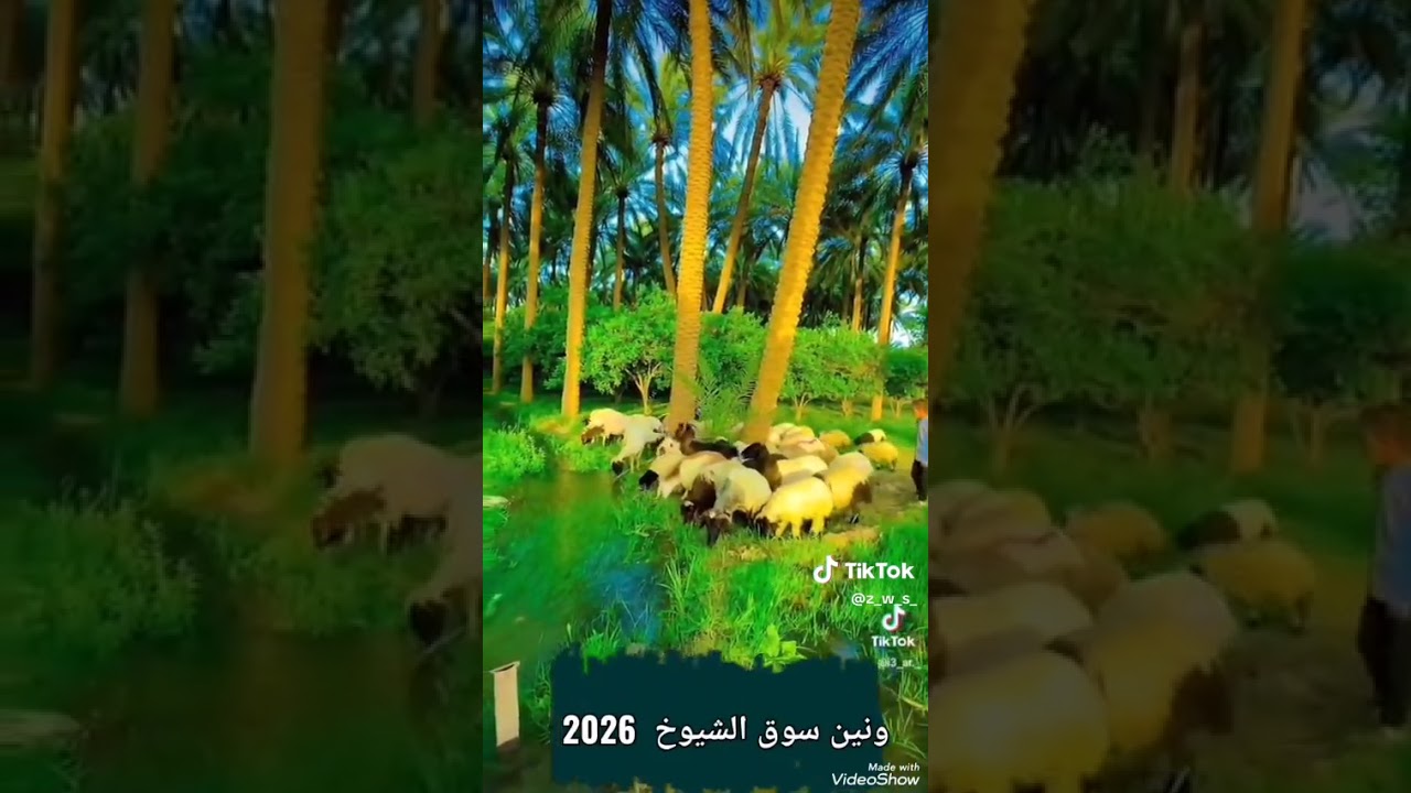 ونين سوق الشيوخ شعيب الغريب 