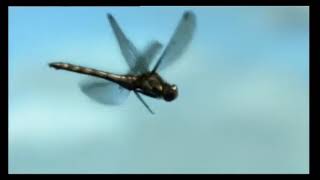 The Dragonfly - Part Two