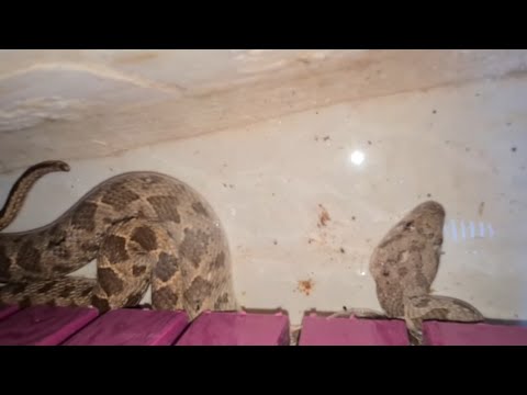 الافعى البقلاوية دائما تسبب لي الاحراجات و المشاكل مع الناس جمال العمواسي