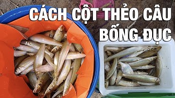 Cách cột thẻo câu bống đục hiệu quả hạn chế rối dây