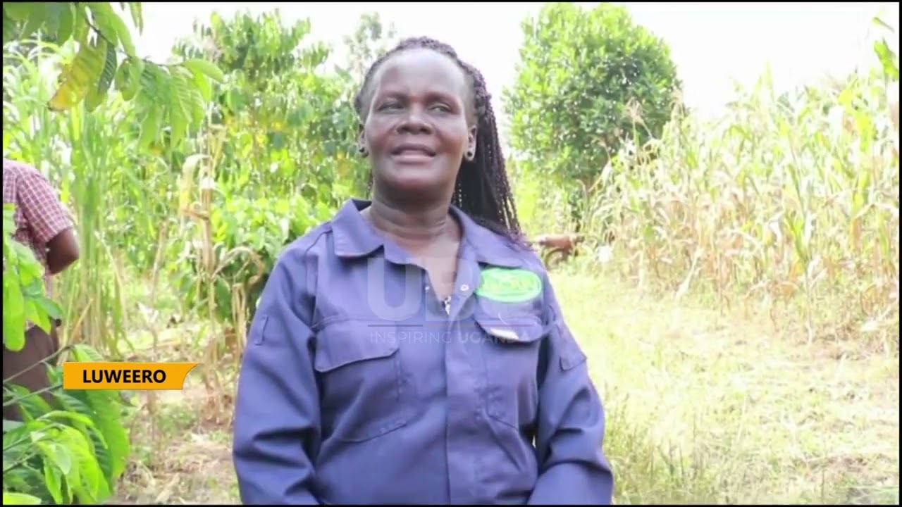 IMPROVING CROP YIELDS AND FARMERS LIVELIHOODS THROUGH GOOD INPUTS USE