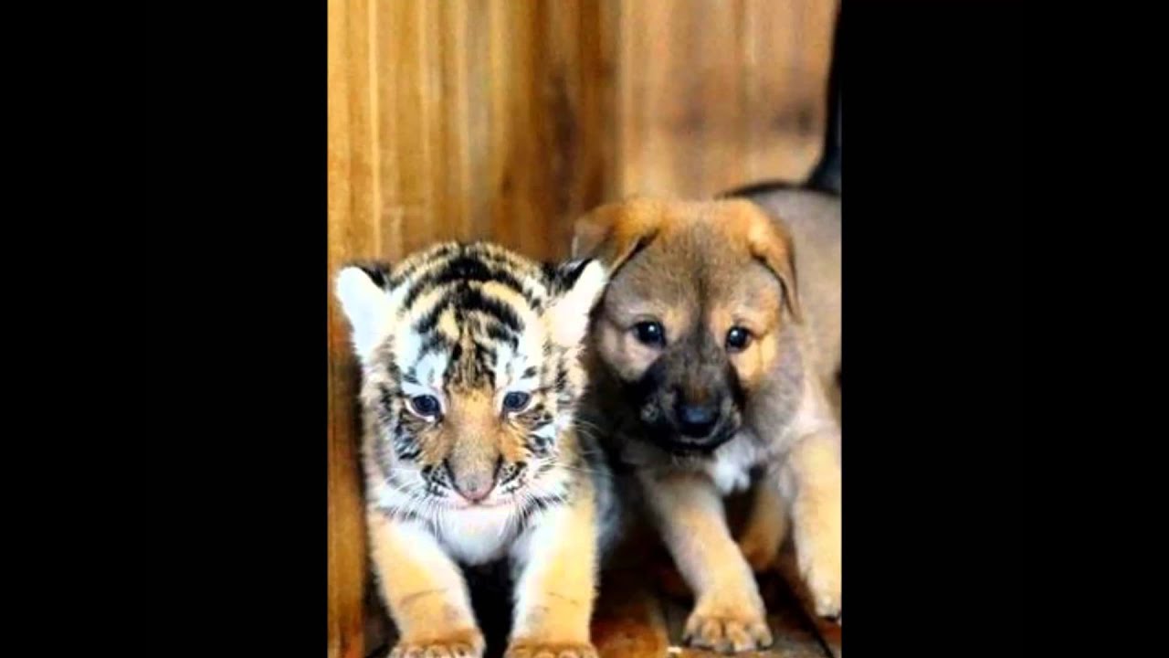 Bat for Lashes Horses of the sun YouTube