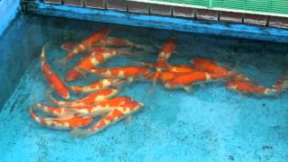 jumbo koi in narita koi farm JAPAN...