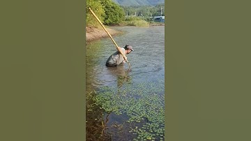 Bắt Được Cá Chuối Khổng Lồ Tại Hàn Quốc#shorts #short #shortvideo #cauca