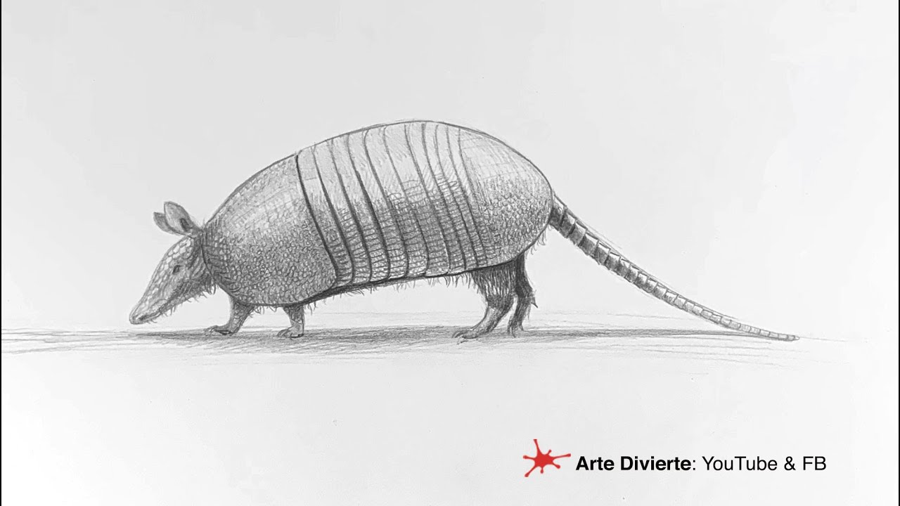 CÓMO DIBUJAR UN ARMADILLO (o quirquincho) - thptnganamst.edu.vn