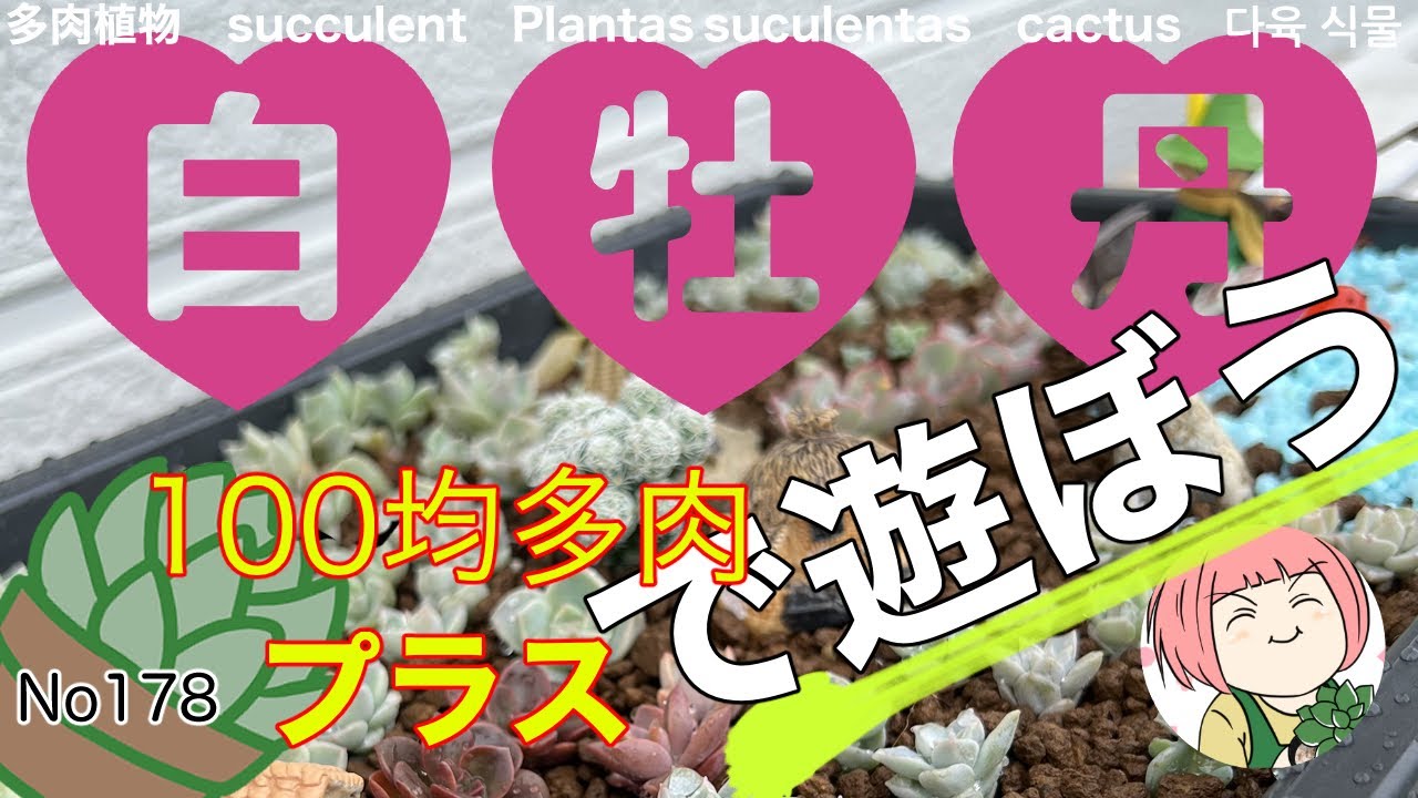 178【多肉植物】白牡丹で遊ぼう😊葉挿しで作る夏を待つ寄せ植え100均