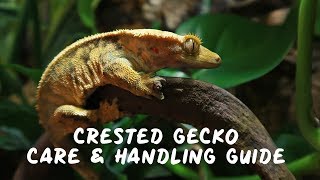COMPLETE Care & Handling CRESTED GECKO Guide!