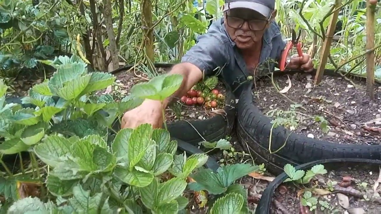Colhendo maxixe e tomate pequeno na horta.