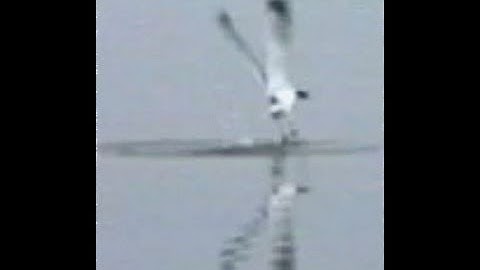 SEAGULL ATTACK-SWOOP, CAPTURE, FLIES PREY IN BEAK