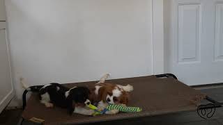 Ace And Toby The Cavalier Brothers Training Intro by Puppy Intelligence 68 views 8 days ago 1 minute, 19 seconds
