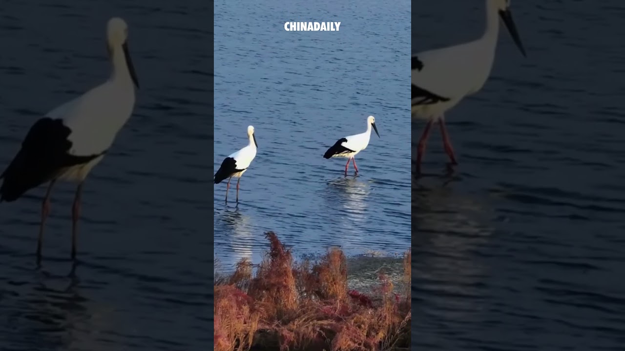 Endangered oriental white storks spotted in North China's Nandagang Wetland