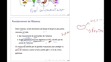 Quels sont les antisécrétoires ?