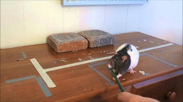 Flower learns to touch a target (rat clicker training)