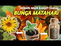 HOW TO GROW SUNFLOWERS | TIPS SUKSES TANAM BUNGA MATAHARI UNTUK PEMULA