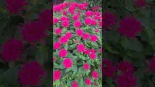 시 오늘 (나태주 시인) #기쁨 #flowers #사랑 #취미 #garden #행복 #plants #자연 #꽃 #일상 #취미생활 #야생화 #나태주 #시낭송 #시 #시집