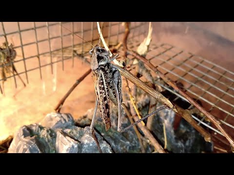 Серый кузнечик стрекочит. Katydid sound (Decticus verrucivorus) wart-biter.