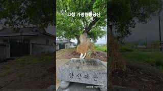 #고창석정리은행나무/#가평신림면#천룡당산제단/보호수