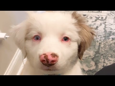 Video: Gluhi starejši pes z rakom, ki ga je sprejel lep človek in njihova zgodba je virusna
