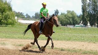 Жорго салыш 2014, Жумгал , Чаек, Байзак баатырдын тойу.