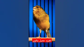 تغريد الكناري 