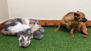 Newborn kittens become aggressive when they smell the presence of a dog.