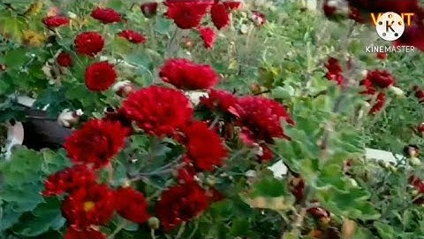 Mùa Hoa Cúc Cổ Sơn La