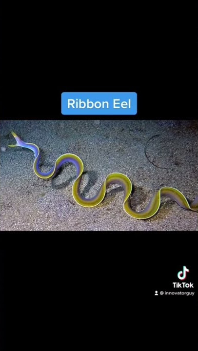 Unknown sea creatures you didn’t know existed😳