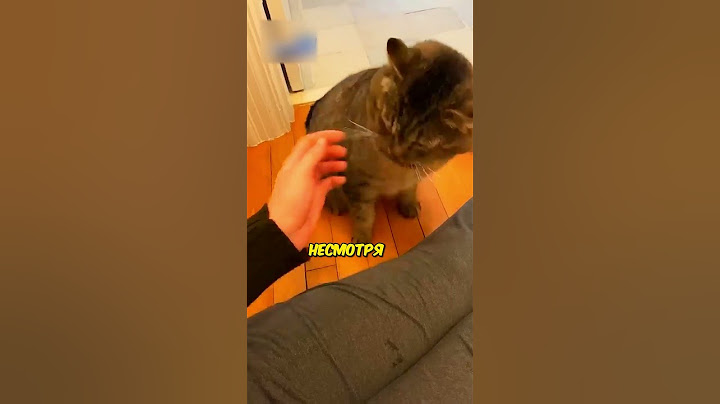 Приручила дикую кошку🥹 #shorts #интересное #миф