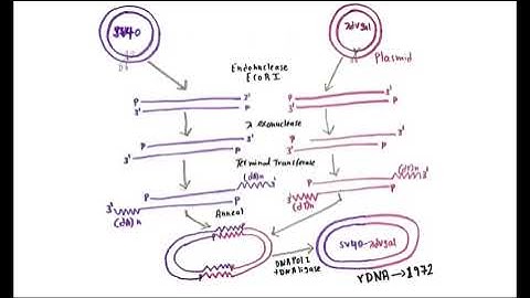 Discovery of recombinant DNA: Paul Berg