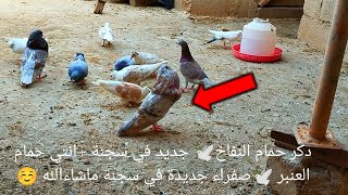 دكر حمام النفاخ🕊️ جديد في سجنة +انتي حمام العنبر 🕊️صفراء جديدة في سجنة ماشاءالله ☺️