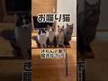 【お喋り猫】きちんと靴下を履きましょう！ #保護猫 #しゃべる猫 #喋る猫