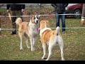 GEORGIAN MOUNTAIN DOGS, WHO ARE THEY?